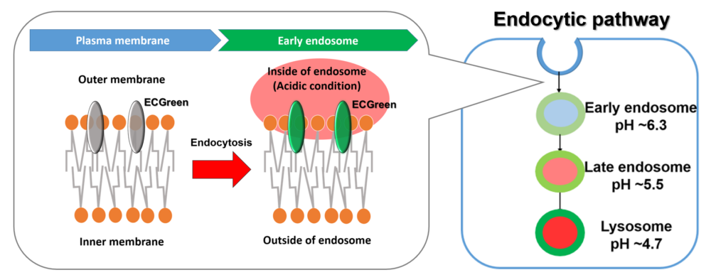 Using the ECGreen allows visualization endocytosis from the stage of early endosomes