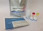 Annexin V, FITC Apoptosis Detection Kit apoptosis detection, caspace, apoptosis, caspase assay, cell based assay, cell death, apoptosis kits,  cell death assay kits