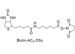 Biotin-AC5-OSu 6-(Biotinylamino)hexanoic acid N-hydroxysuccinimide ester [CAS: 72040-63-2]