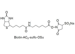 Biotin-AC5 Sulfo-OSu Biotin-AC5 Sulfo-OSu, 6-(Biotinylamino)hexanoic acid N-hydroxy-sulfosuccinimide ester[CAS: 109940-19-4]
