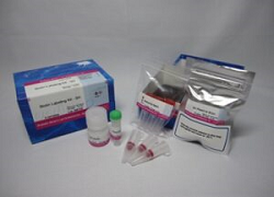 Biotin Labeling Kit-SH 