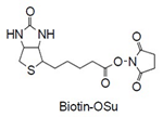 Biotin-OSu Biotin-OSu, Biotin N-hydroxysuccinimide ester [CAS: 35013-72-0]