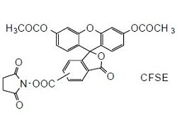 CFSE -Cellstain-CFSE, 5- or 6-(N-Succinimidyloxycarbonyl)-fluorescein 3,6 diacetate [CAS: 150347-59-4]