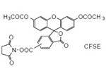 CFSE -Cellstain-CFSE, 5- or 6-(N-Succinimidyloxycarbonyl)-fluorescein 3',6' diacetate [CAS: 150347-59-4]