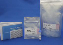 DALGreen - Autophagy Detection DALGreen - Autophagy Detection, D675, MD01, SG03, CK04, CK12