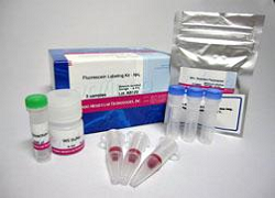 Fluorescein Labeling Kit-NH2 