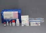 Glutamate Assay-Kit-WST   Glutamate,  Glutamate Assay-Kit-WST , measurement, detection, glutamate ratio, reduced, oxidized, antioxidant