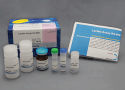Lactate Assay Kit-WST  L256, L256-10,Lactate