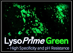 LysoPrime Green – High Specificity and pH Resistance 