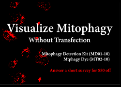 Mitophagy Detection Kit MD01, MD01-10, Mitophagy Detection Kit