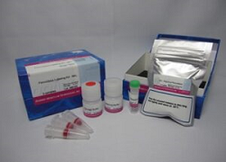 Peroxidase Labeling Kit-NH2 