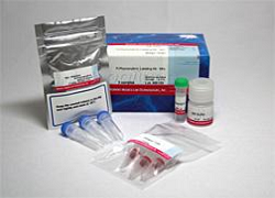 R-Phycoerythrin Labeling Kit-NH2 