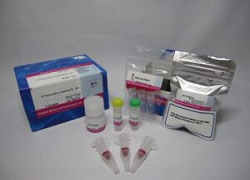 R-Phycoerythrin Labeling Kit-SH 