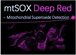 mtSOX Deep Red – Mitochondrial Superoxide Detection 