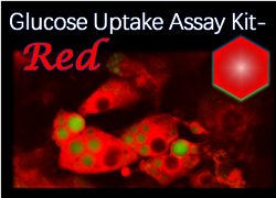 Glucose Uptake Assay Kit-Red 