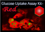 Glucose Uptake Assay Kit-Red 